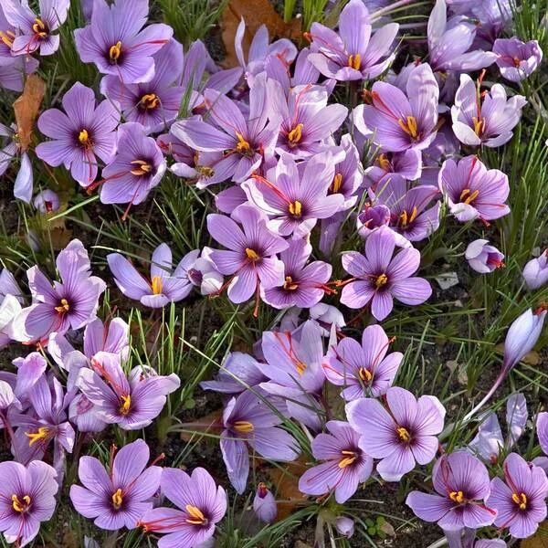 Crocus Sativus: Saffron Crocus 2 Crocus Sativus: Saffron Crocus - Image 2