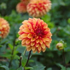 Dahlia 'American Sunset' -Olivia Plants Sales x600 39583