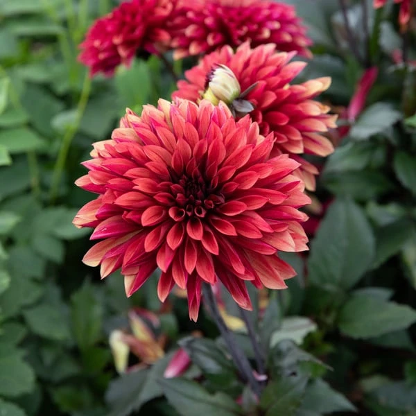 Dahlia 'Danique' 7 Dahlia 'Danique' - Image 7