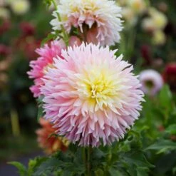 Dahlia 'Just Married' -Olivia Plants Sales x600 39589