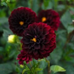 Dahlia 'La Recoleta' -Olivia Plants Sales x600 39590