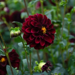 Dahlia 'La Recoleta' -Olivia Plants Sales x600 39591