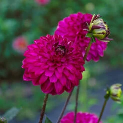 Dahlia 'Romantica' -Olivia Plants Sales x600 39592