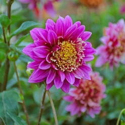 Dahlia 'Take Off' -Olivia Plants Sales x600 39594