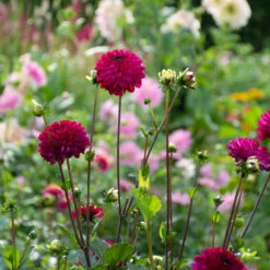 Dahlia 'Romantica' -Olivia Plants Sales x600 39623