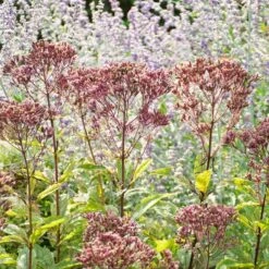 Eupatorium Purpureum Euphoria™ Ruby -Olivia Plants Sales x600 39626