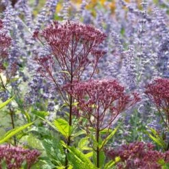 Eupatorium Purpureum Euphoria™ Ruby -Olivia Plants Sales x600 39627