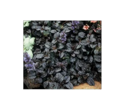 Ajuga Reptans 'Black Scallop' -Olivia Plants Sales x600 3967