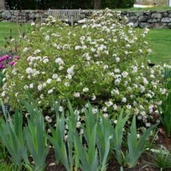 Viburnum Carlesii Spice Baby™ -Olivia Plants Sales x600 39724