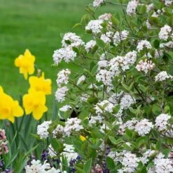 Viburnum Carlesii Spice Baby™ -Olivia Plants Sales x600 39725