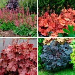 Four Of A Kind Heuchera -Olivia Plants Sales x600 39749