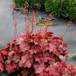 Four Of A Kind Heuchera -Olivia Plants Sales x600 39750