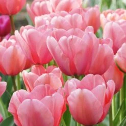 Tulip 'Pink Impression' 10 Tulip 'Pink Impression' -Olivia Plants Sales x600 39784