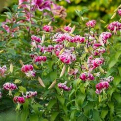 Lilium 'Black Beauty' -Olivia Plants Sales x600 39794