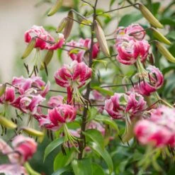 Lilium 'Black Beauty' -Olivia Plants Sales x600 39795