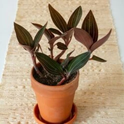 Jewel Orchid In Terracotta Long Tom Pot With Saucer -Olivia Plants Sales x600 39813