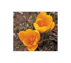 Farewell To Winter Crocus Mix -Olivia Plants Sales x600 4014