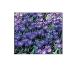 Farewell To Winter Crocus Mix -Olivia Plants Sales x600 4015
