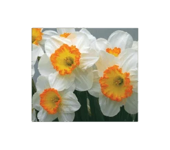 Weatherproof Large-Cupped Daffodil Mix -Olivia Plants Sales x600 4020