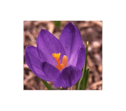 Farewell To Winter Crocus Mix -Olivia Plants Sales x600 4024