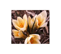 Farewell To Winter Crocus Mix -Olivia Plants Sales x600 4050