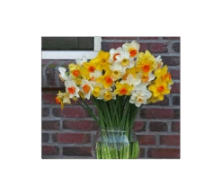 Weatherproof Large-Cupped Daffodil Mix