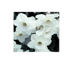 Weatherproof Large-Cupped Daffodil Mix -Olivia Plants Sales x600 4064