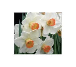 Weatherproof Large-Cupped Daffodil Mix -Olivia Plants Sales x600 4068