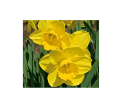 Weatherproof Large-Cupped Daffodil Mix -Olivia Plants Sales x600 4074