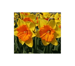 Weatherproof Large-Cupped Daffodil Mix -Olivia Plants Sales x600 4099