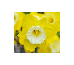 Weatherproof Large-Cupped Daffodil Mix -Olivia Plants Sales x600 4102