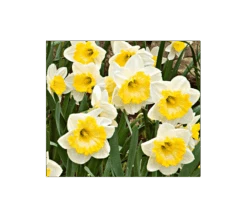 Weatherproof Large-Cupped Daffodil Mix -Olivia Plants Sales x600 4114