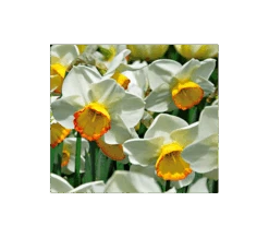 Weatherproof Large-Cupped Daffodil Mix -Olivia Plants Sales x600 4120