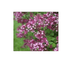 Syringa Bloomerang® Dark Purple 7 Syringa Bloomerang® Dark Purple -Olivia Plants Sales x600 4365