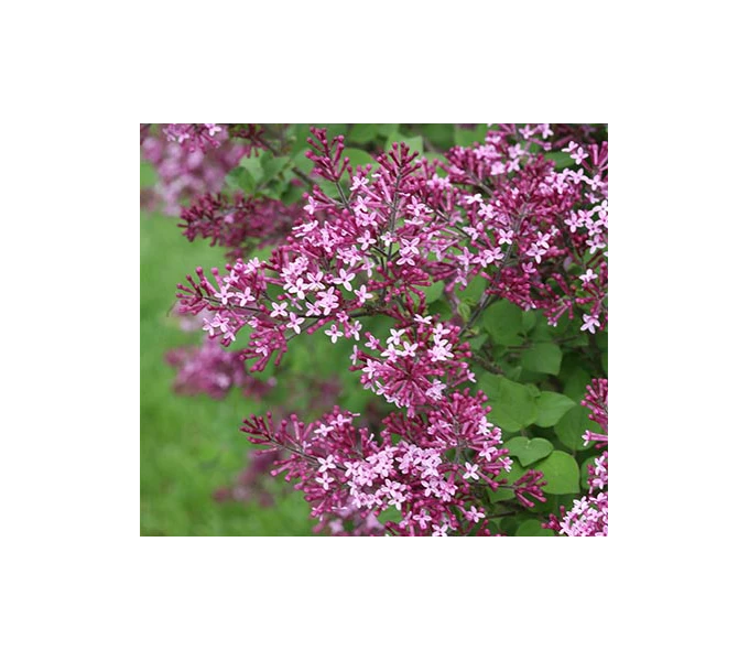 Syringa Bloomerang® Dark Purple 2 Syringa Bloomerang® Dark Purple - Image 2