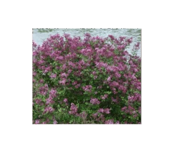 Syringa Bloomerang® Dark Purple 8 Syringa Bloomerang® Dark Purple -Olivia Plants Sales x600 4366