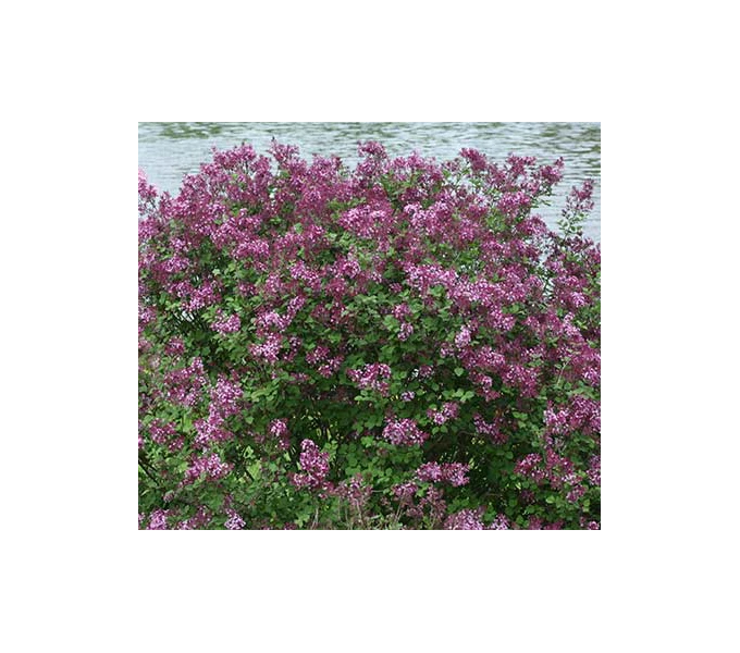 Syringa Bloomerang® Dark Purple 3 Syringa Bloomerang® Dark Purple - Image 3
