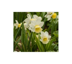 Weatherproof Large-Cupped Daffodil Mix -Olivia Plants Sales x600 4852