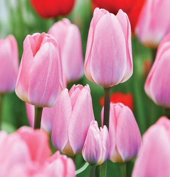 Spring Brights Darwin Hybrid Tulip Mix 3 Spring Brights Darwin Hybrid Tulip Mix - Image 3