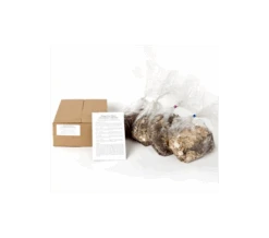 Wings Over Water Siberian Iris Collection -Olivia Plants Sales x600 886